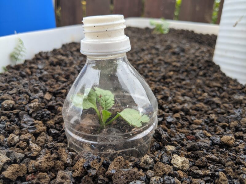 Sprouting daikon leaves in my IBC aquaponics system. I leave the bottle top to block the birds from breaking the leaves off.