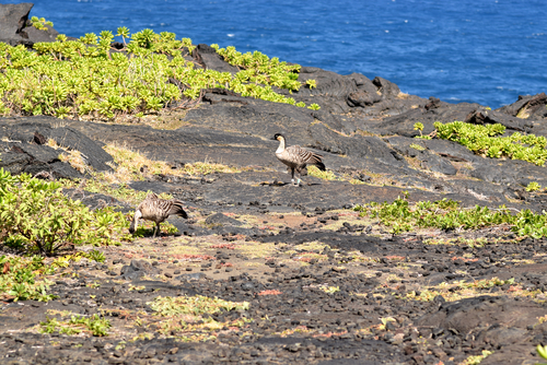 Hawaiian nene geese along the Chain of Craters Road in Hawaii Volcanoes National Park.