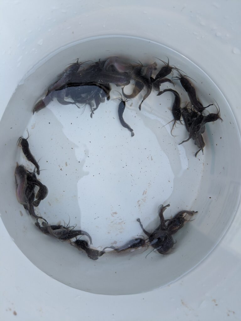 Walking catfish fingerlings in a bucket.