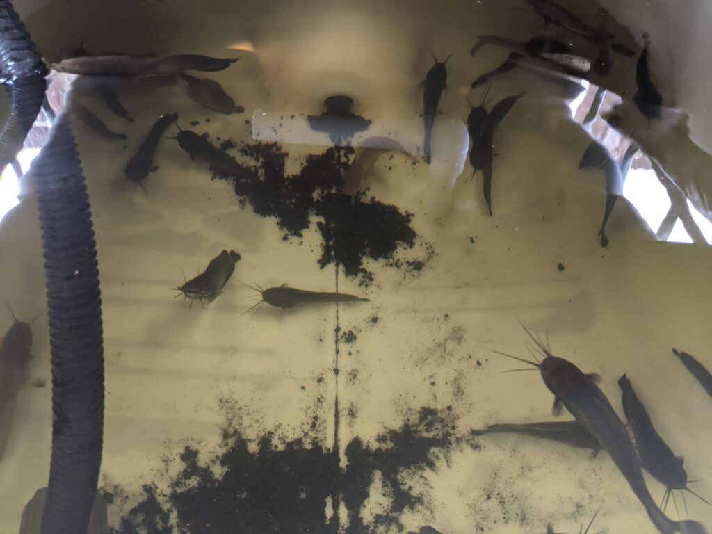 Moved 6-inch catfish into IBC aquaponics system.