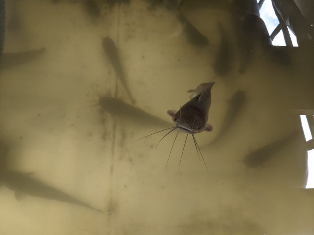 Catfish in IBC aquaponics system are about 8 to 9-inches long.