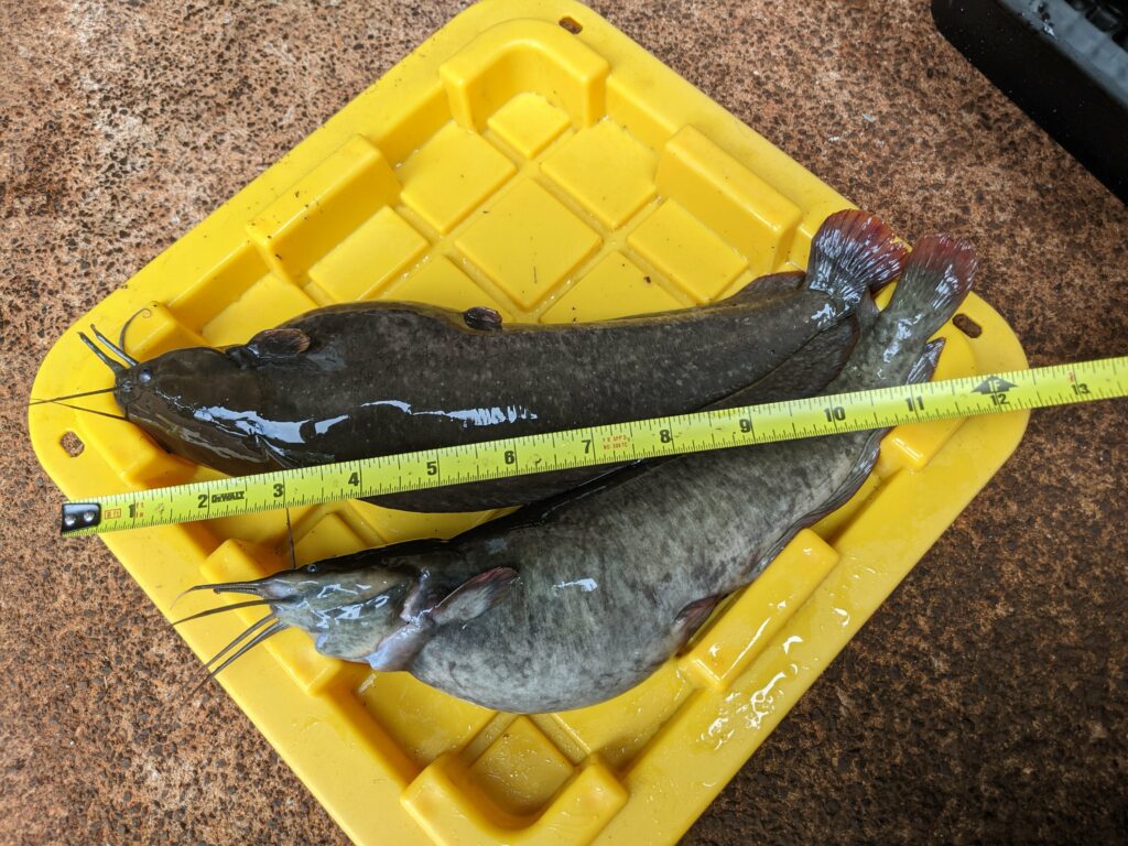 6 months after purchase, the catfish are 11 to 12-inches long.