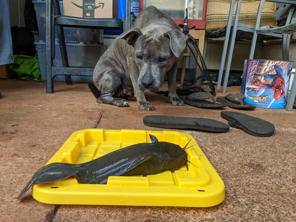 Daisy eyeing out a walking catfish that I'm measuring.