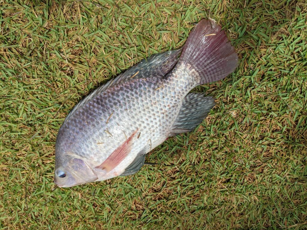 Caught a one-pound tilapia.