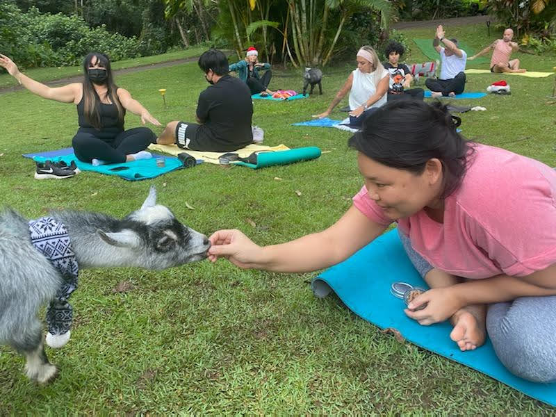 Amy feeding a goat.