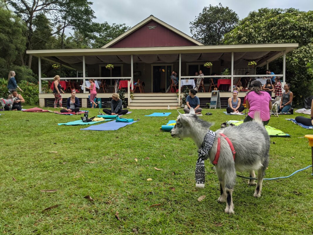 Yoga with goats