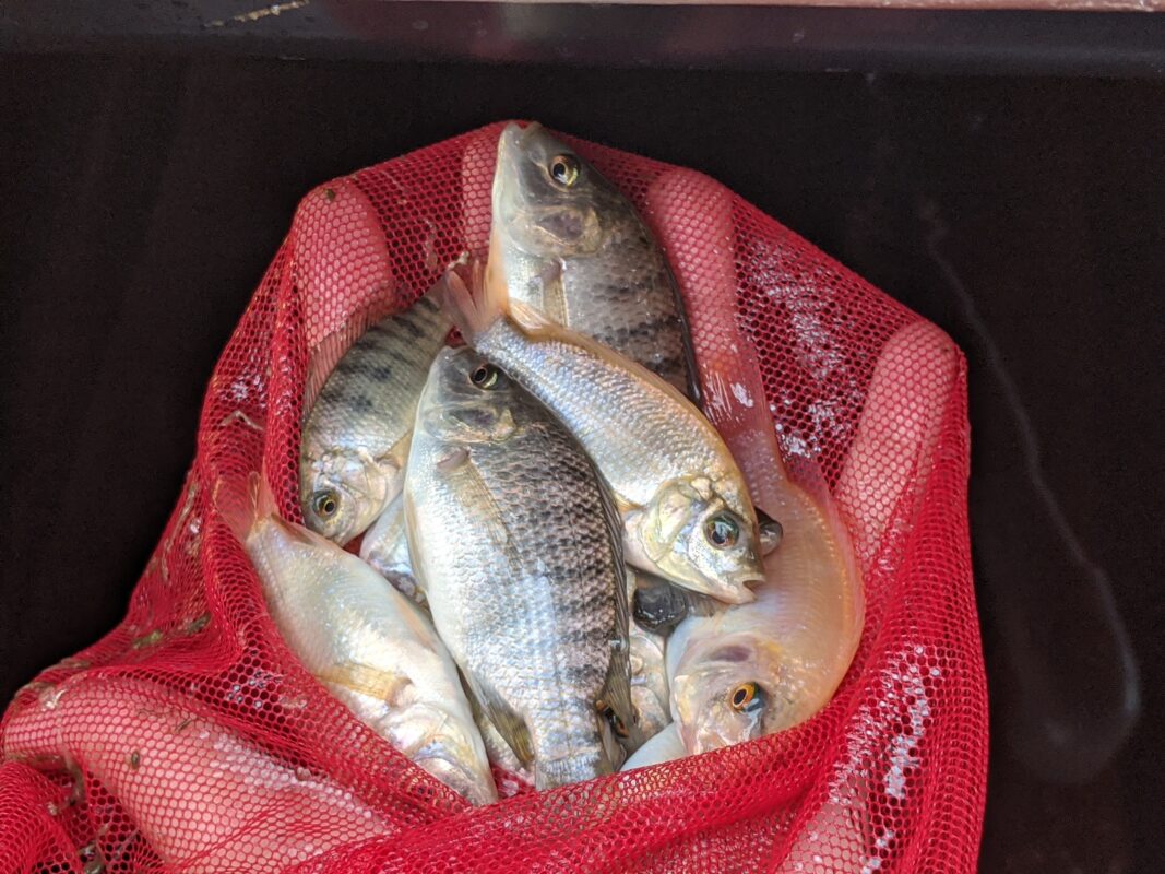 Small tilapia in a net.