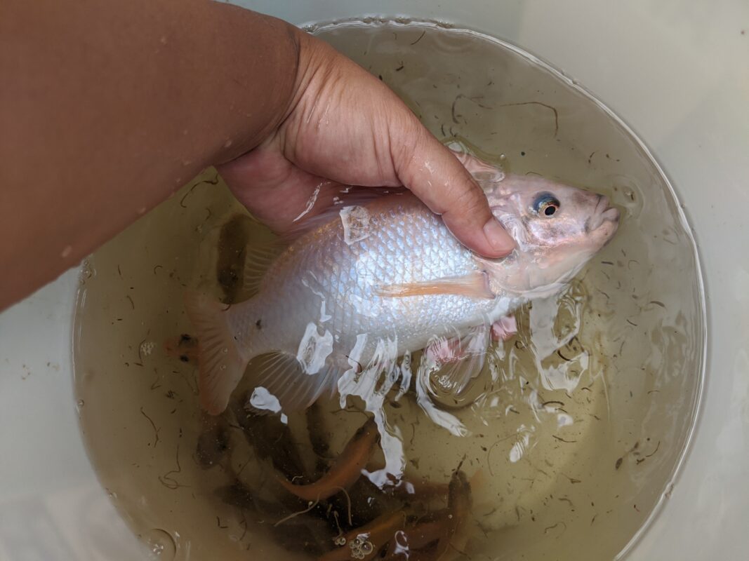 Hand holding a tilapia.