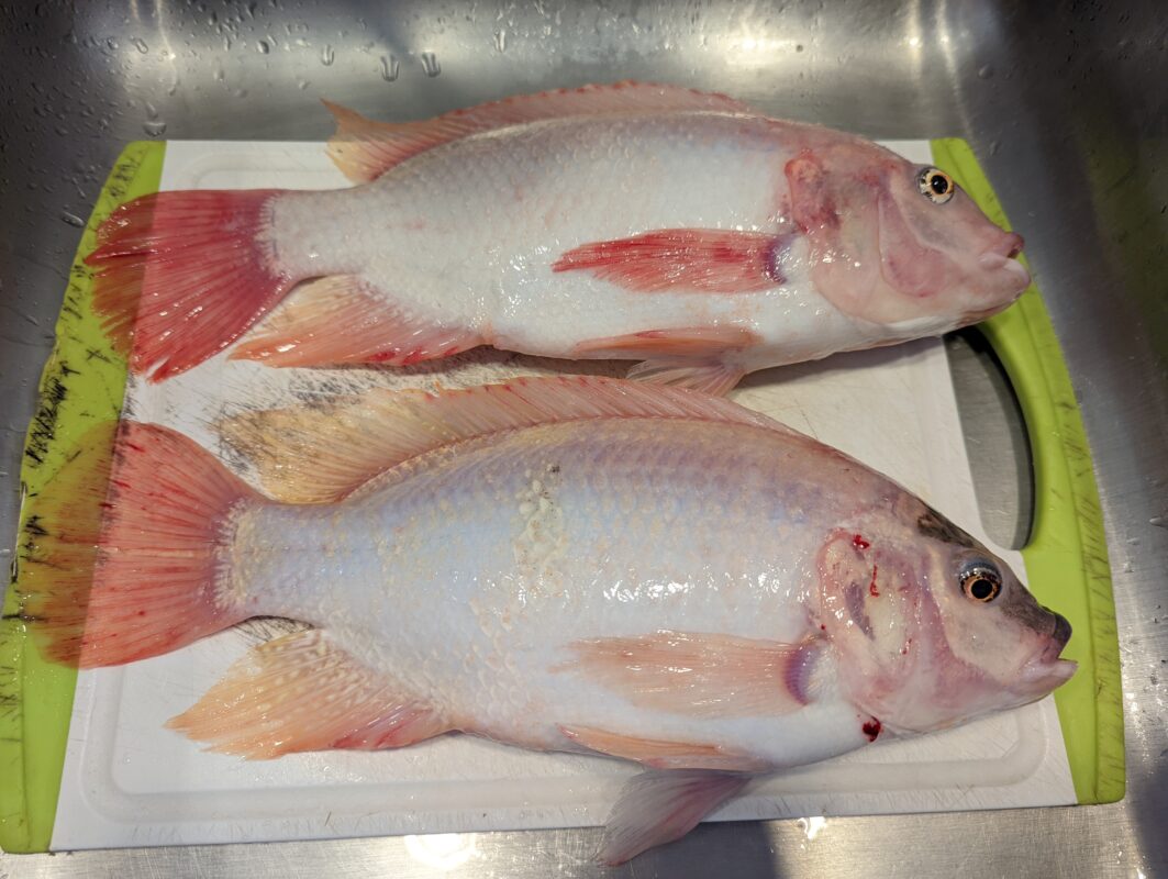 Two Hawaiian Gold tilapia on a cutting board.