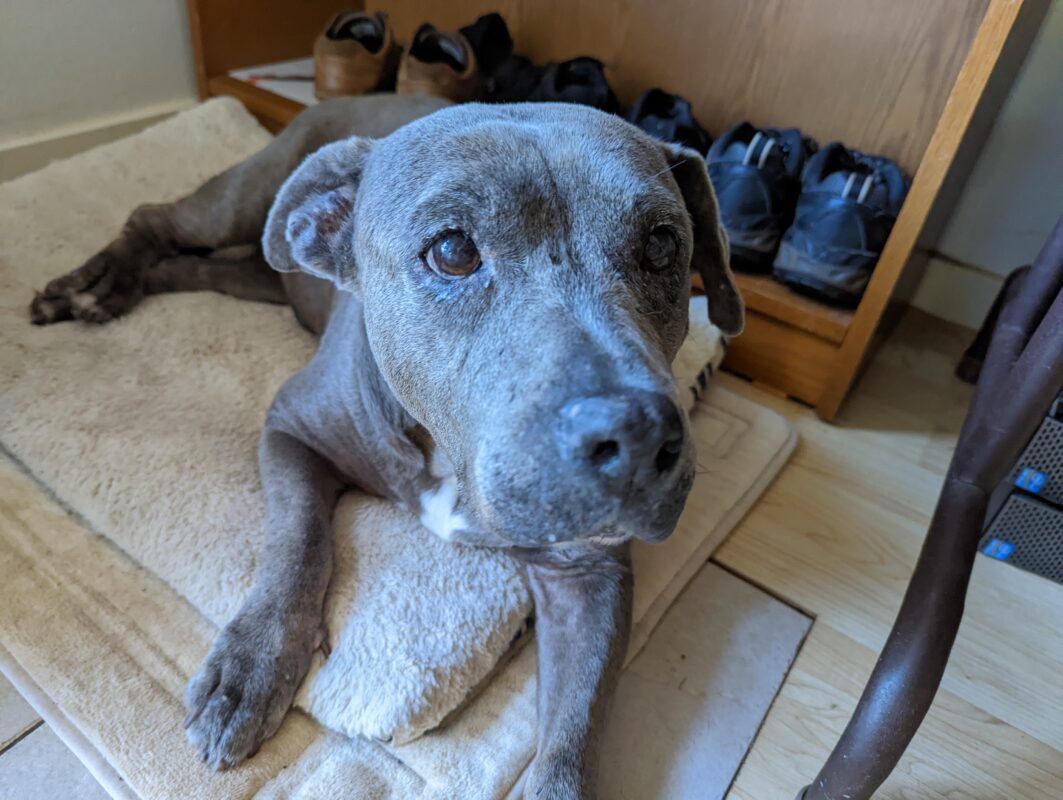 Dog looking up into the camera.