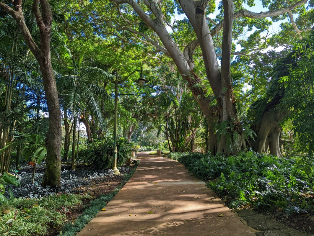 A wide pathway through a rainforest.