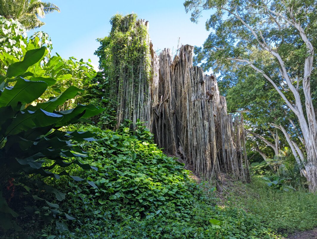 A large stump.