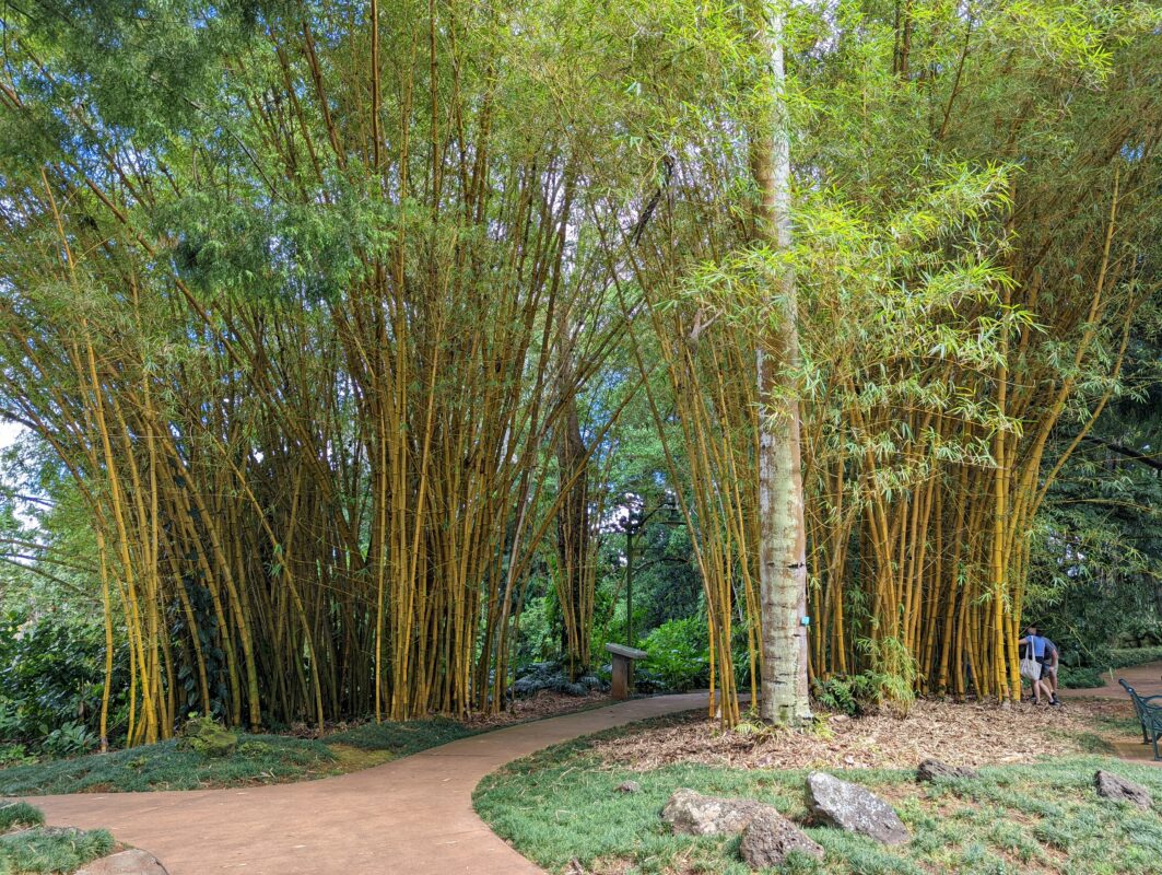 Bamboo forest.