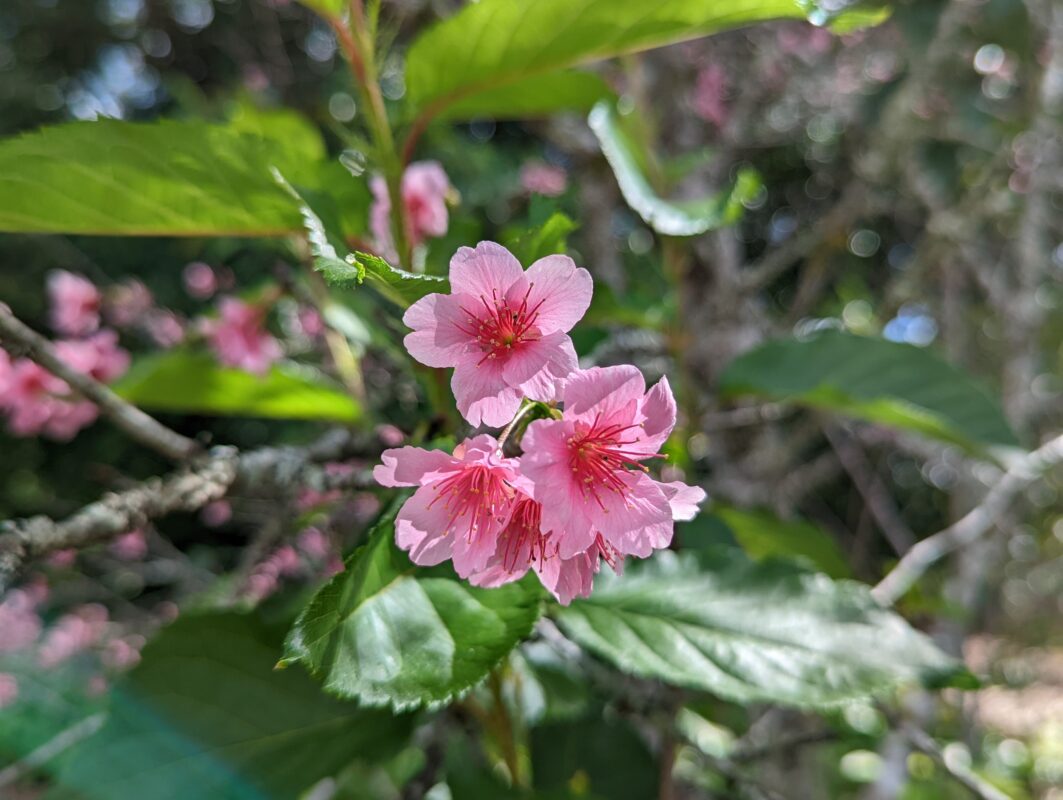 Cherry blossoms in full bloom.