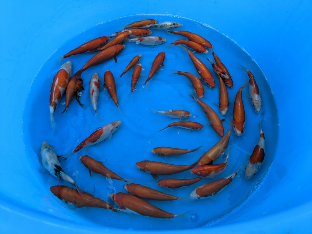 Several small koi in a large blue bucket.
