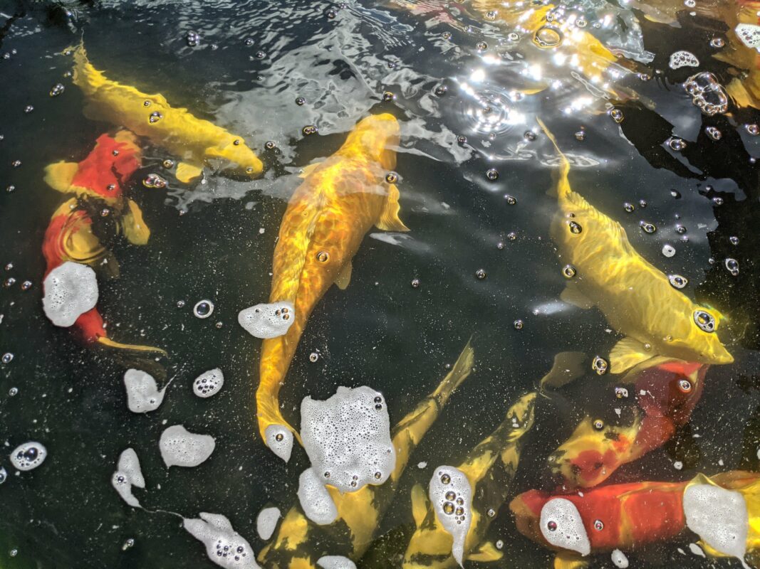 Large gold and orange koi swimming.