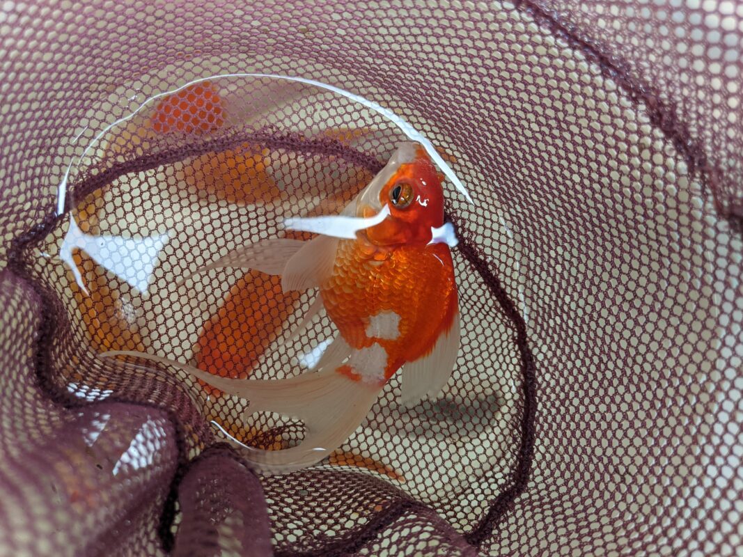Ryukin goldfish in a net.