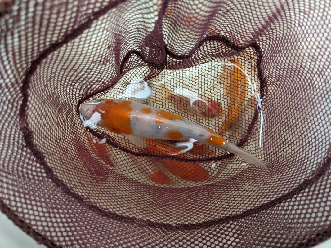 Koi fish in a net.