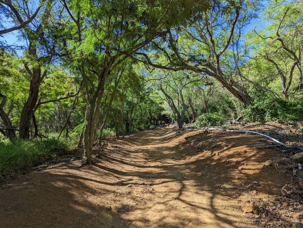 A shaded dirt path covered by trees.