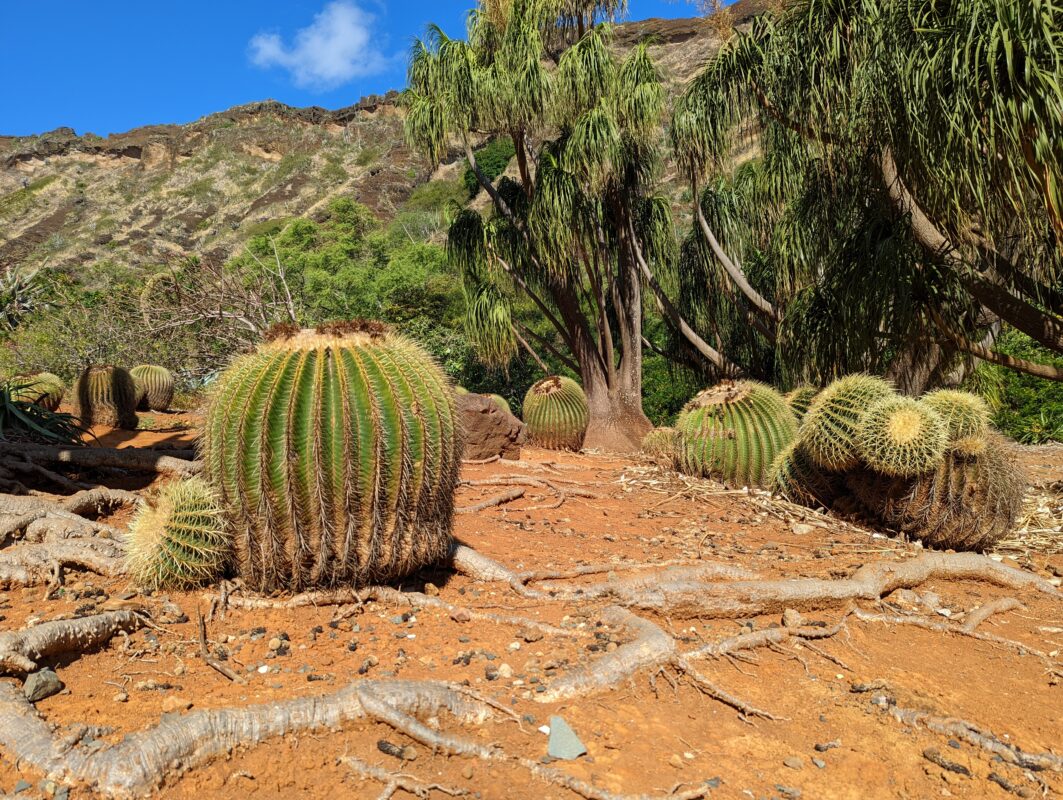 Golden barrel cacti.