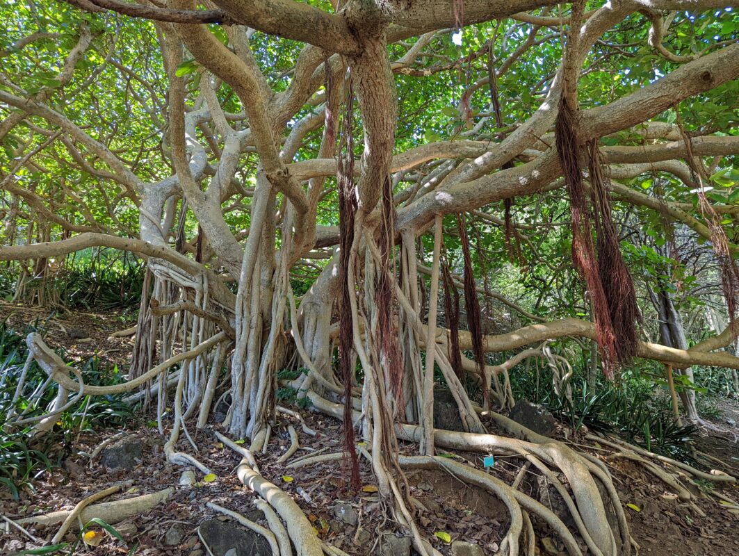 A well-rooted tree with low branches.