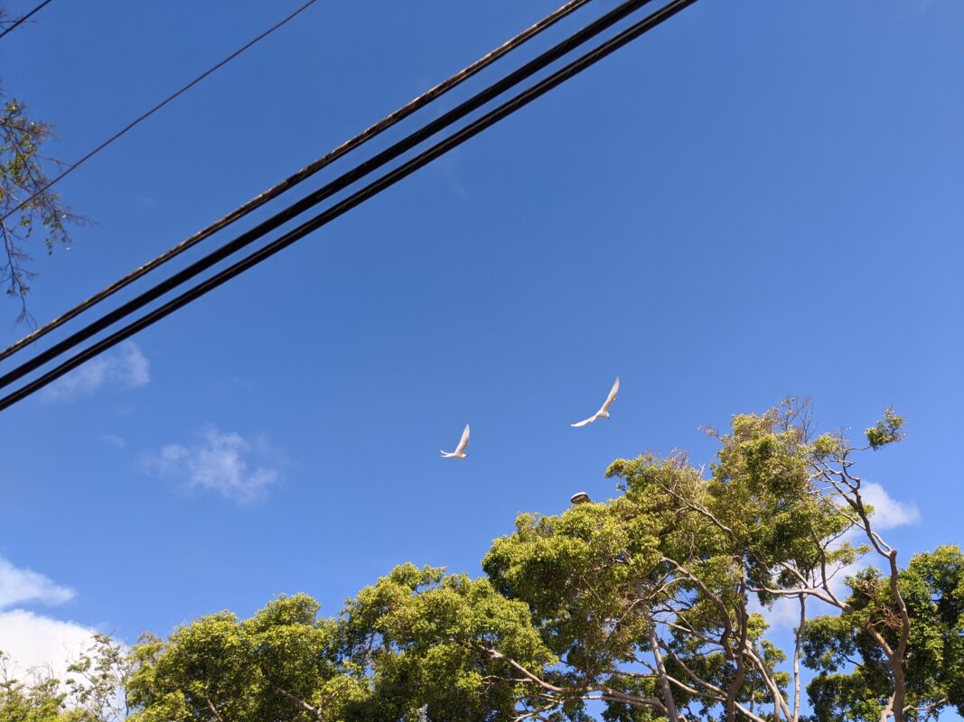 Two Manu O Ku flying.