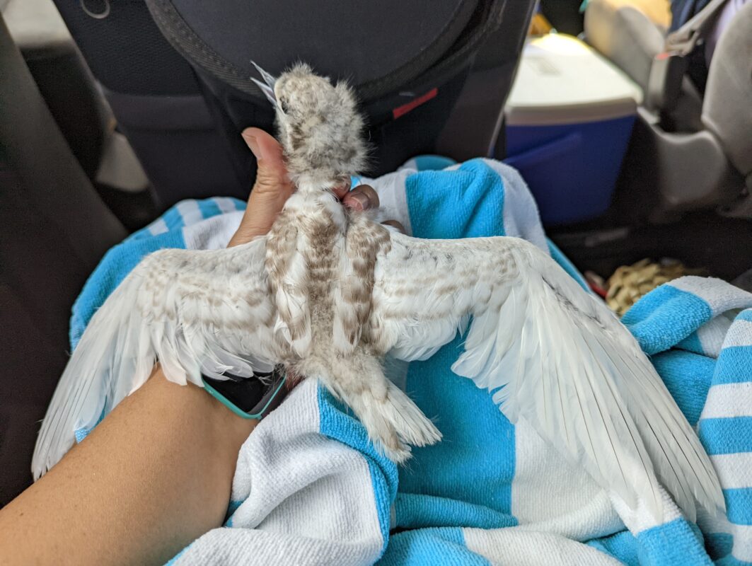 Back view of baby white tern chick.