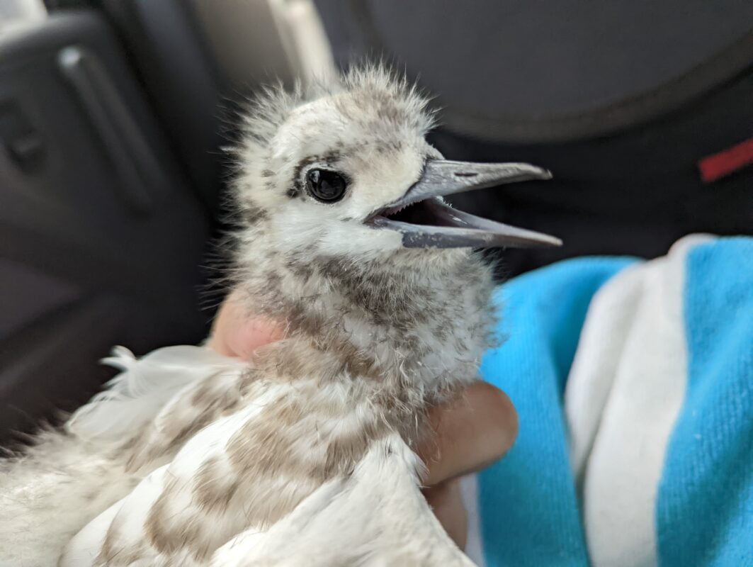 Baby chick close up.