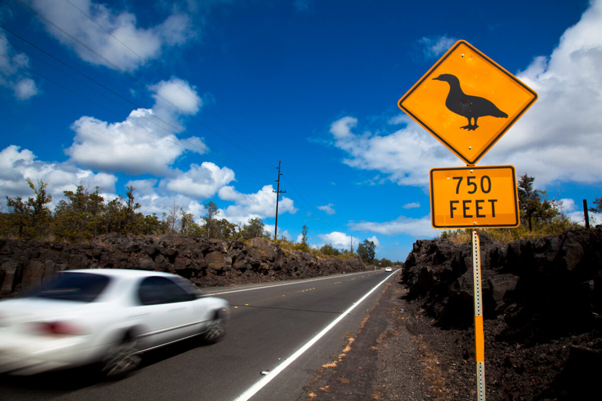 Nene goose sign on road.