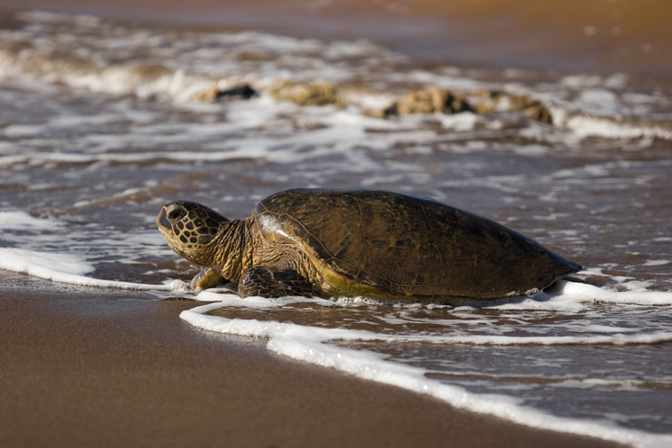 Turtle on the beach.