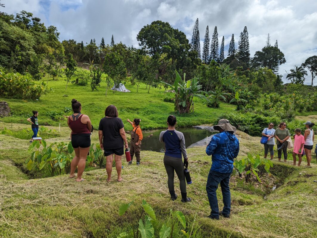 People standing in a taro patch listening to an instructor.