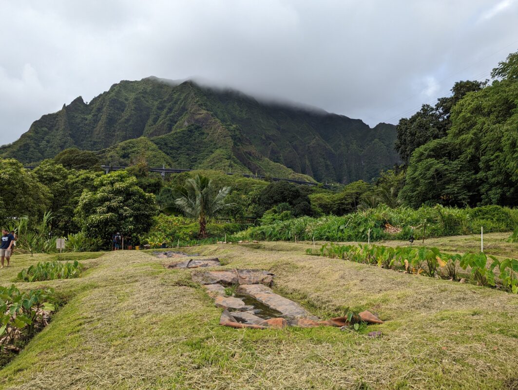 Mountains behind taro patch.