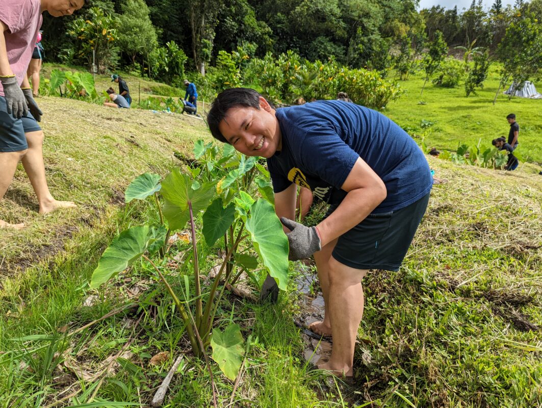 A man pulling weeds around a taro plant.