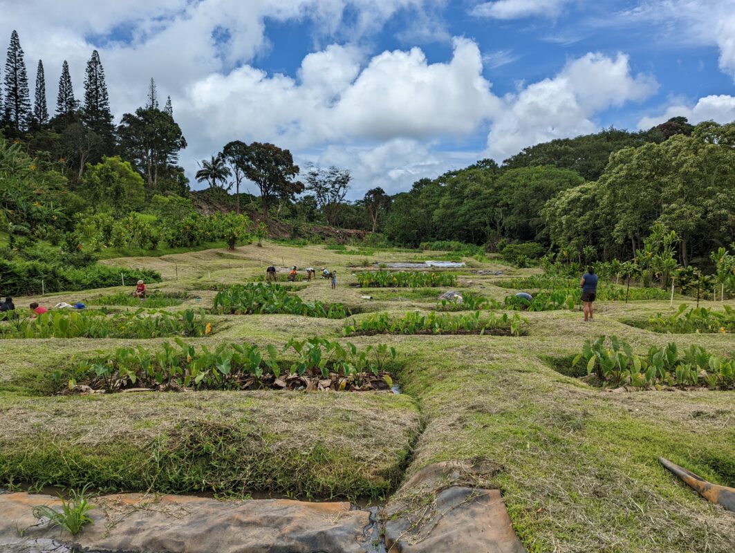 Several taro patches in one grassy field.