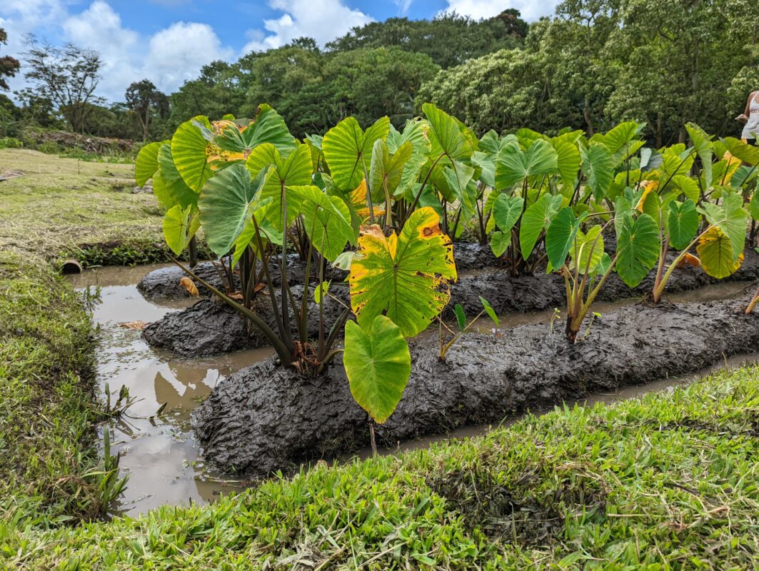 Taro plants growing.